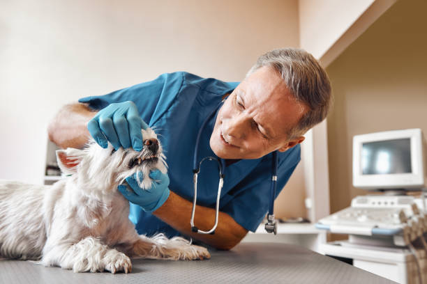 Best Emergency Root Canal Treatment in Fanning Springs, FL